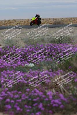 media/Jan-14-2023-SoCal Trackdays (Sat) [[497694156f]]/Turn 14 Exit Bloomig (145pm)/
